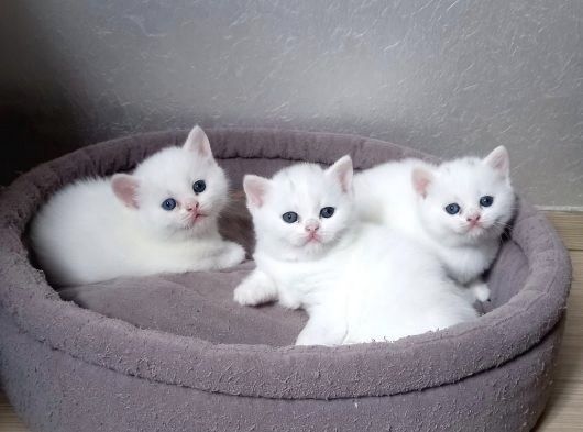 Белоснежные британские котята