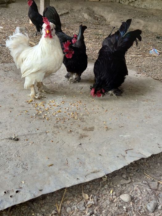 Тоза Япон Хорозлар СОТИЛАДИ !