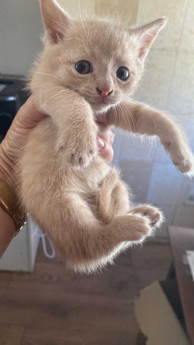 Отдам котят в хорошие руки!