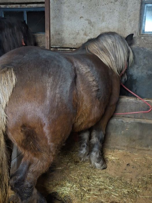 Schimb iapa montata si vand manz de 7 luni