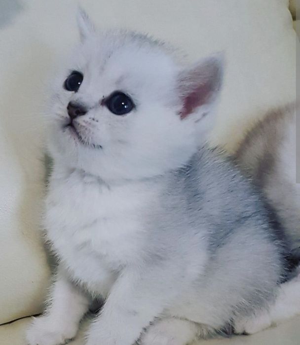 Котята Скоттиш Страйт