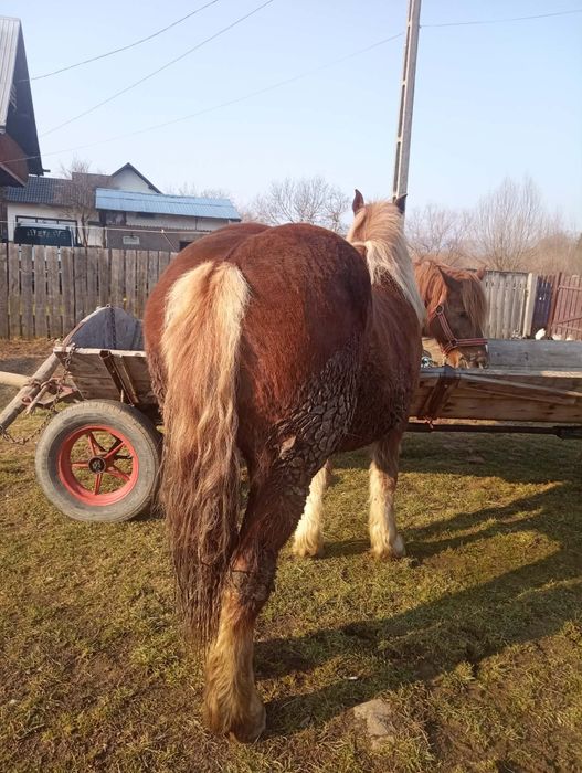 Iapa si manza de vanzare