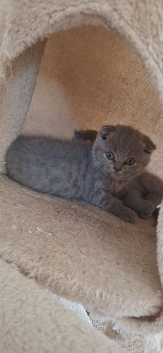 Pusicii Scttish Fold