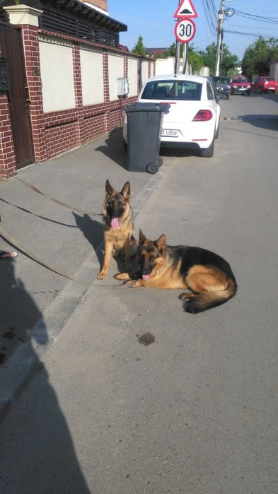 servicii de dresaj si pensiune canina