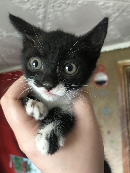 Отдам котят в добрые руки