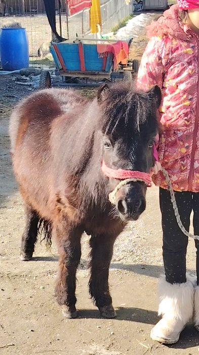 Vând poneii de 5 ani