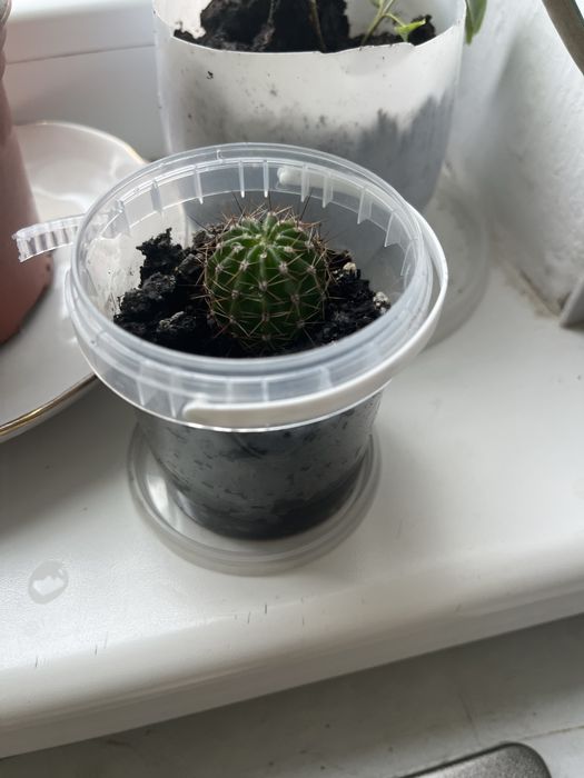 Кактус цветы домашный