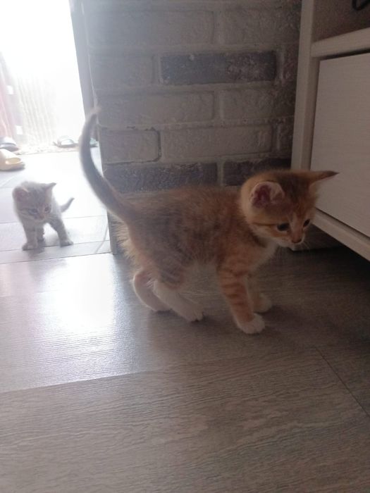 Отдам котят девочки