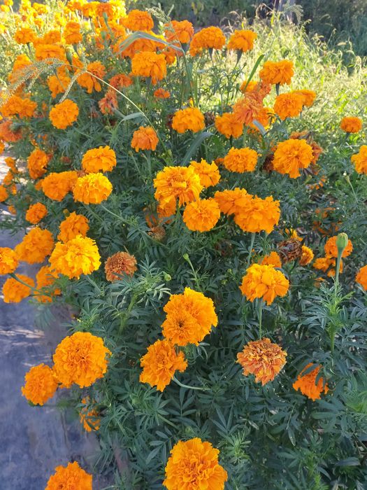 Дача ПК Здравница