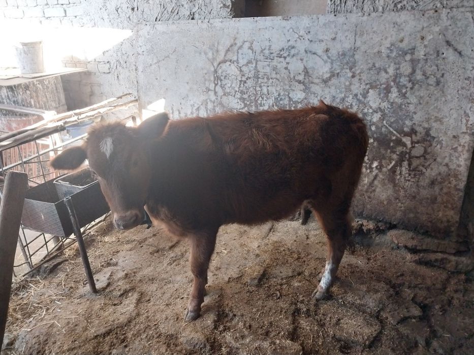 Гуножин сотилади сог'лом