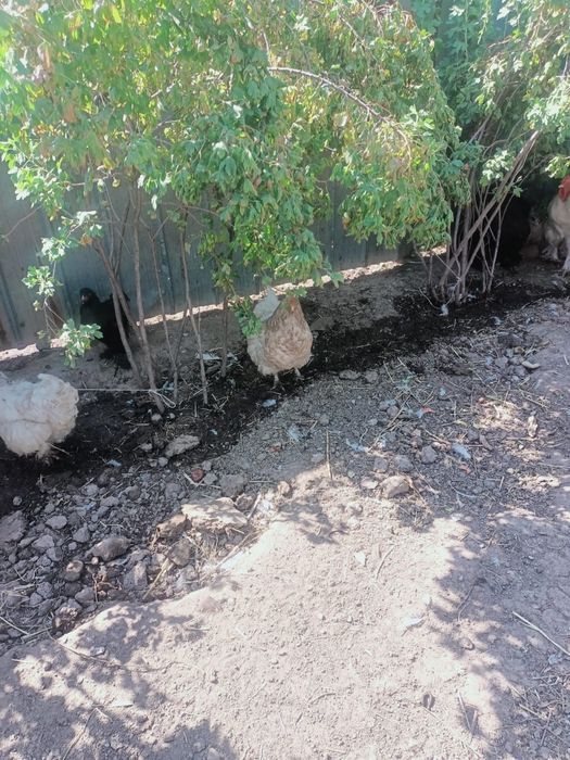 Продам дамашних курей брама