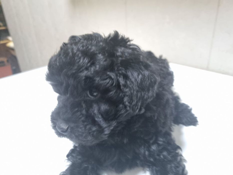 Милые шетки  пулеля.