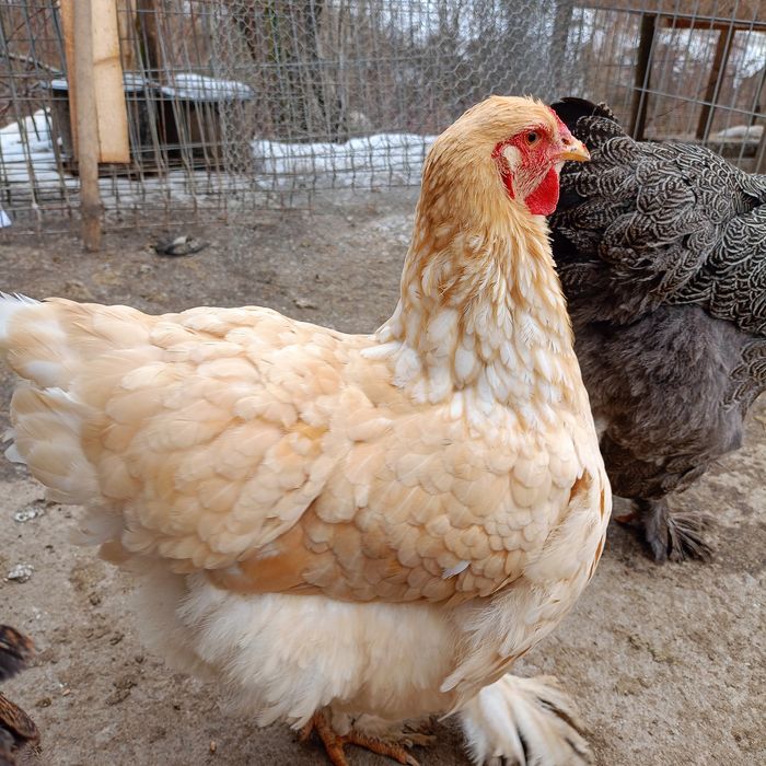 Găini și Cocoși Brahma  150 ,,,250. Lei in funcție de pasăre