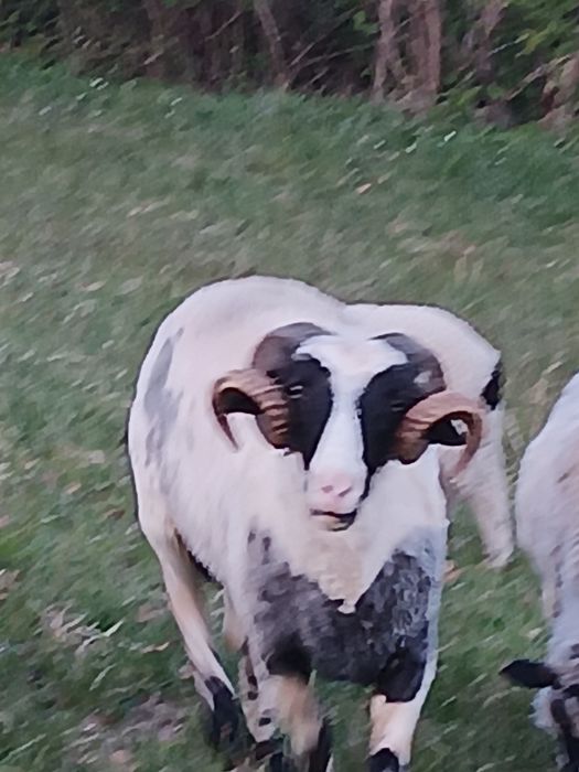 Vând berbec mior Nu răspund la mesaje
