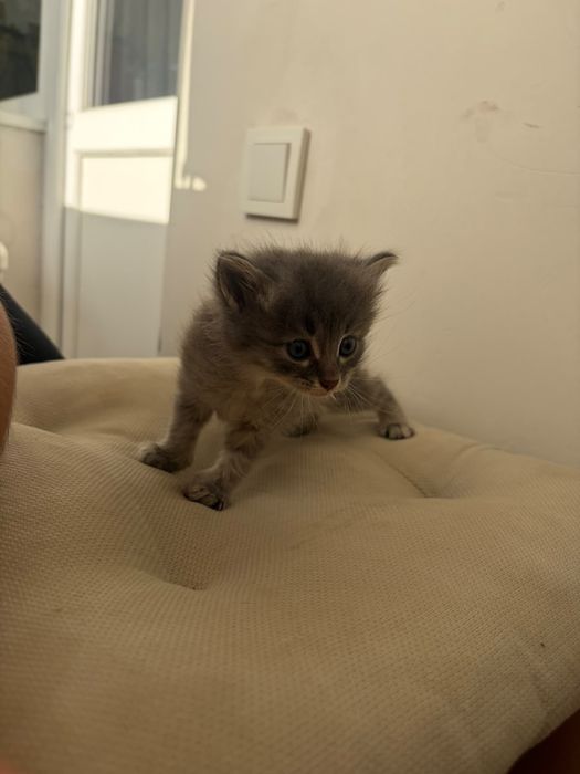 Отдаем котят в добрые руки