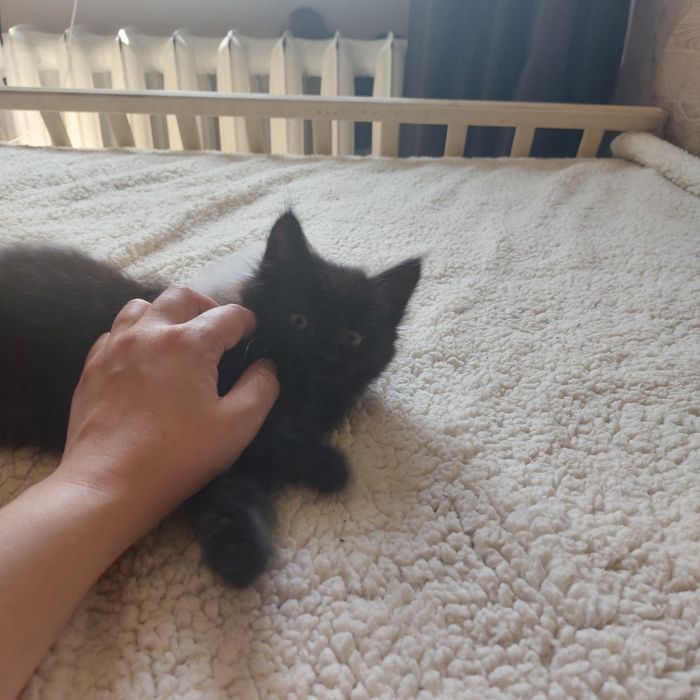 Котенок черненький, пушистый