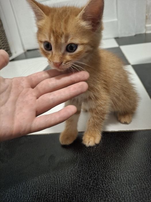 Отдам котят в хорошие руки