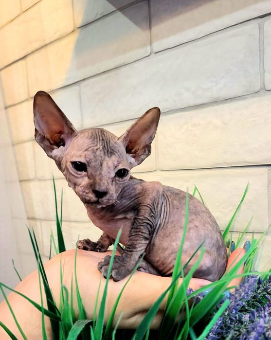 Донские Сфинксы.