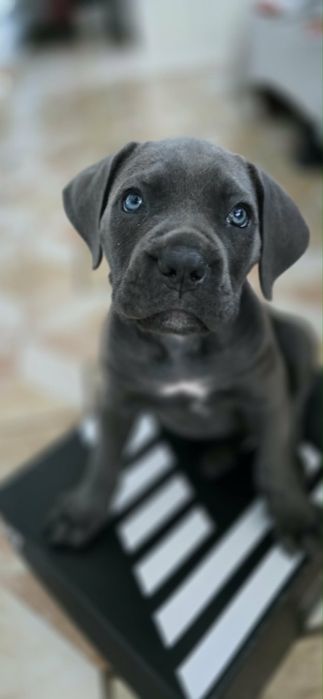 Cane Corso pedigree