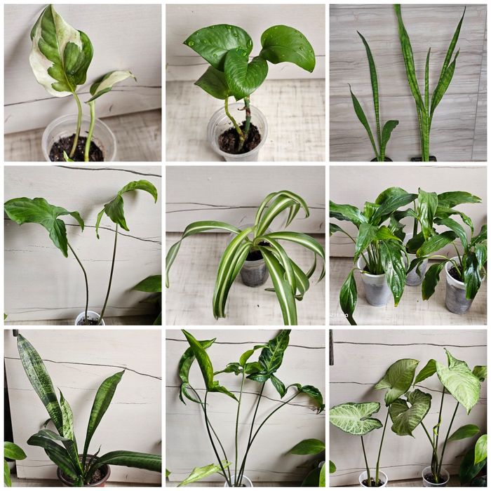 Комнатные цветы, неприхотливые