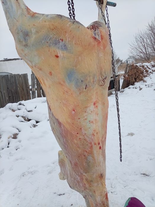 Ұрғашы тай семіз