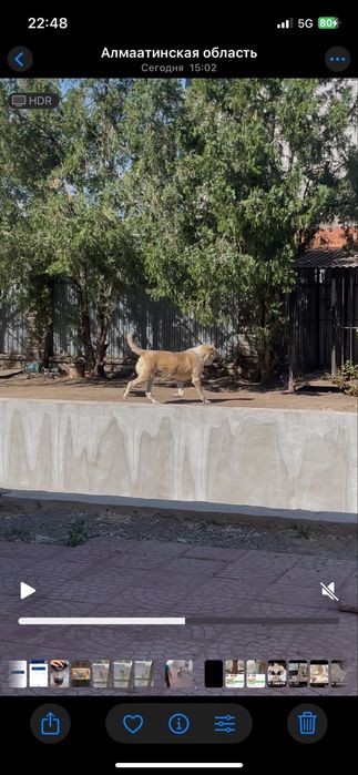 Алабай линияның иті