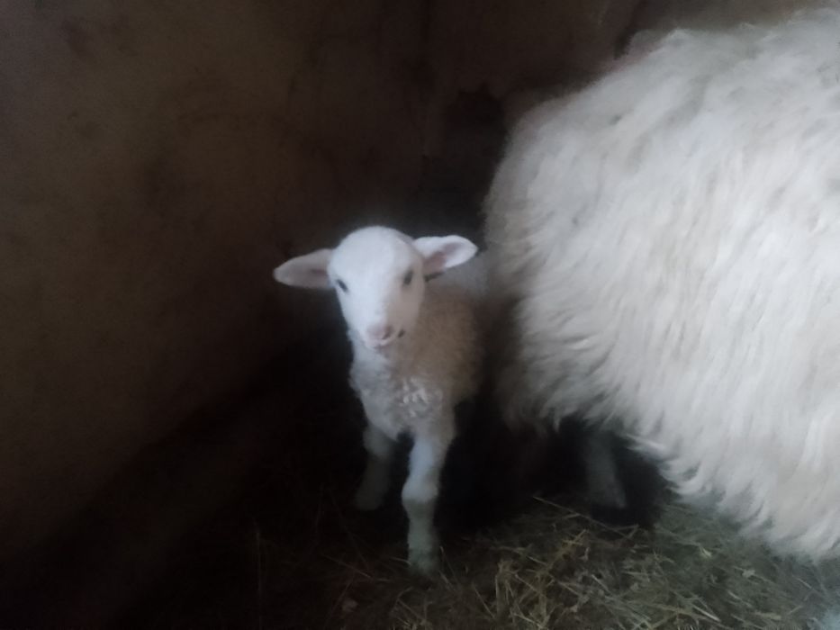 Vând Oaie Țurcană Oacheșă cu Miel !!!