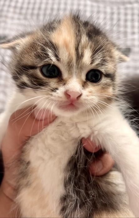 Вислоухие котята