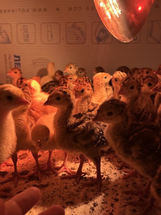 Продам индюшат (б\с) бронза утяж.