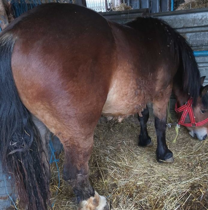 Mânz murg de vânzare!