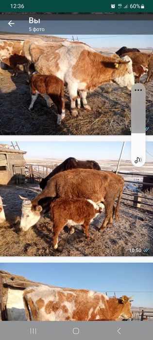 Продам скотину срочно