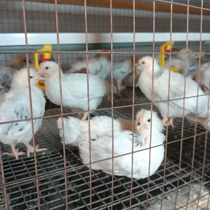 "Адлерская"-цыплята