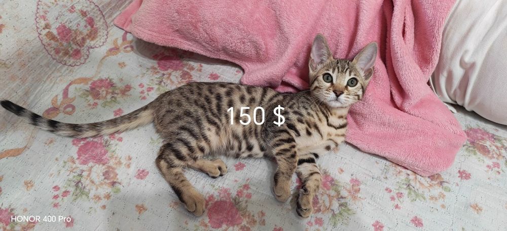 Бенгальские котята