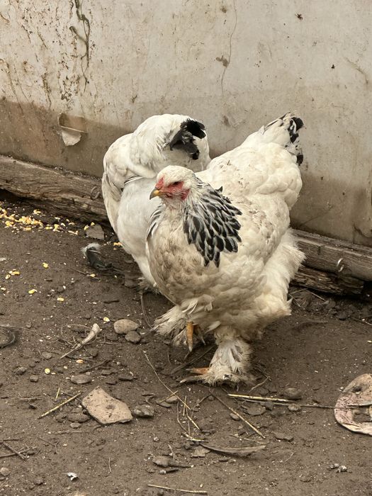 Brahma Columbia, HD si Albastru