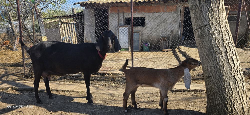 Vând sau schimb iezi