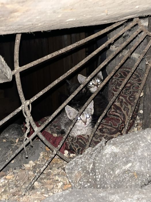 Котята ищут дом