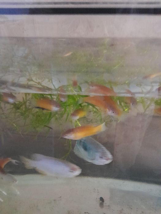Рыбки гурами и макропоты