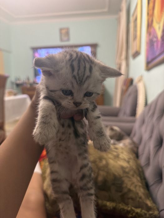 шотладский котенок