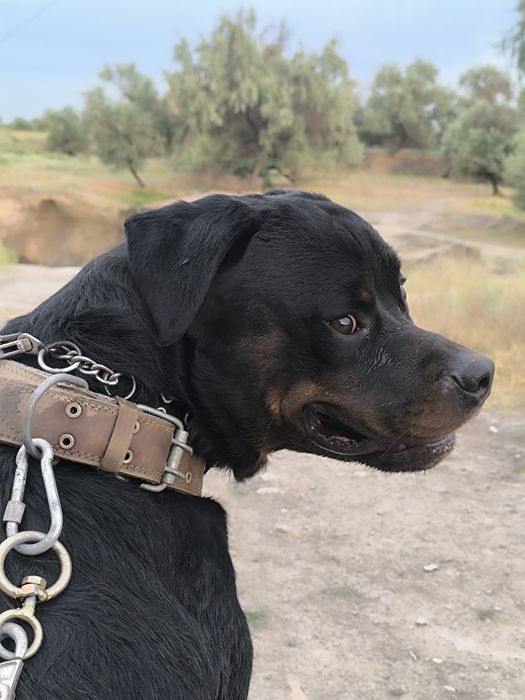 Кабель Ротвейлера вязка