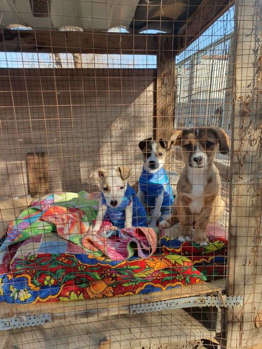 Не покупай! Возьми с приюта!!