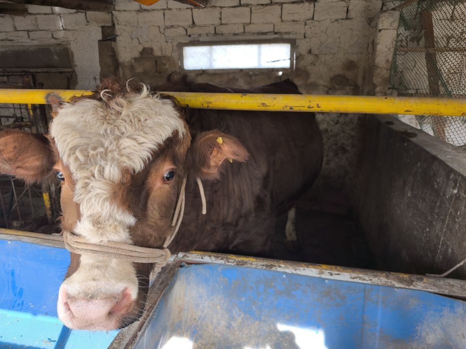 Продается бык супер