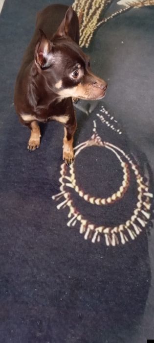 Продавам куче мъжко пинчер с паспорт