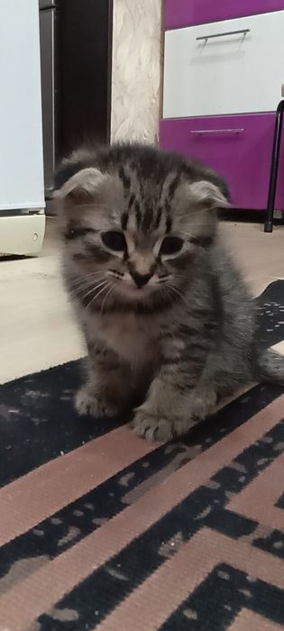 Продам котят скоттиш-фолд