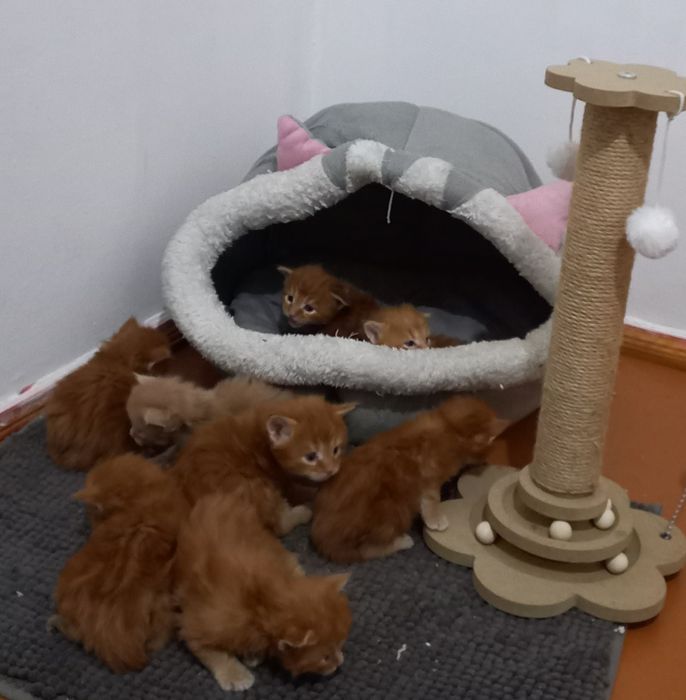 Мейн кун продажа