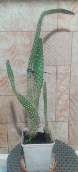 Любимые домашние друзья