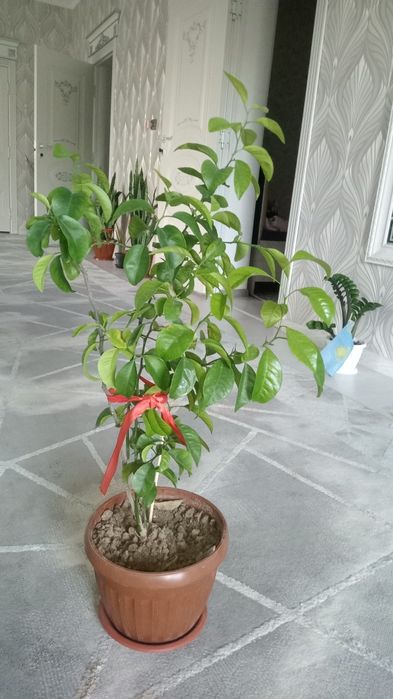 Мандарин 4 жылдық