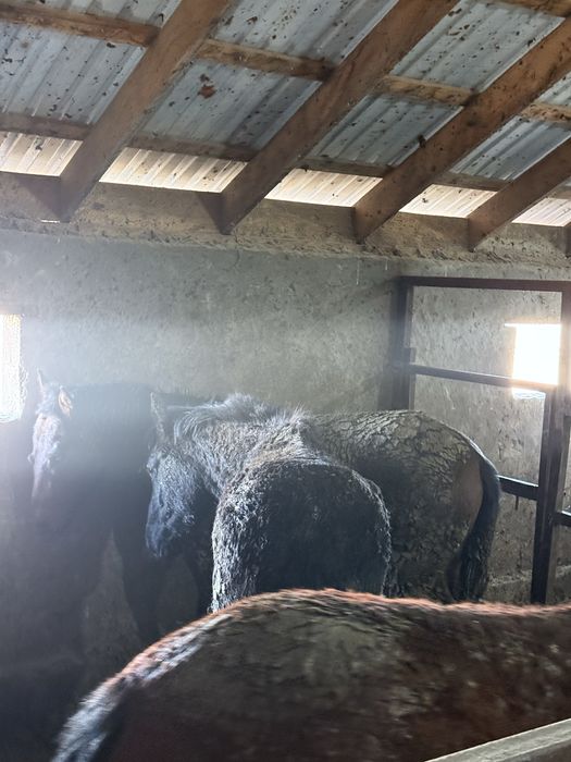 Жылкы Ас Кудалык Тамак Похрань