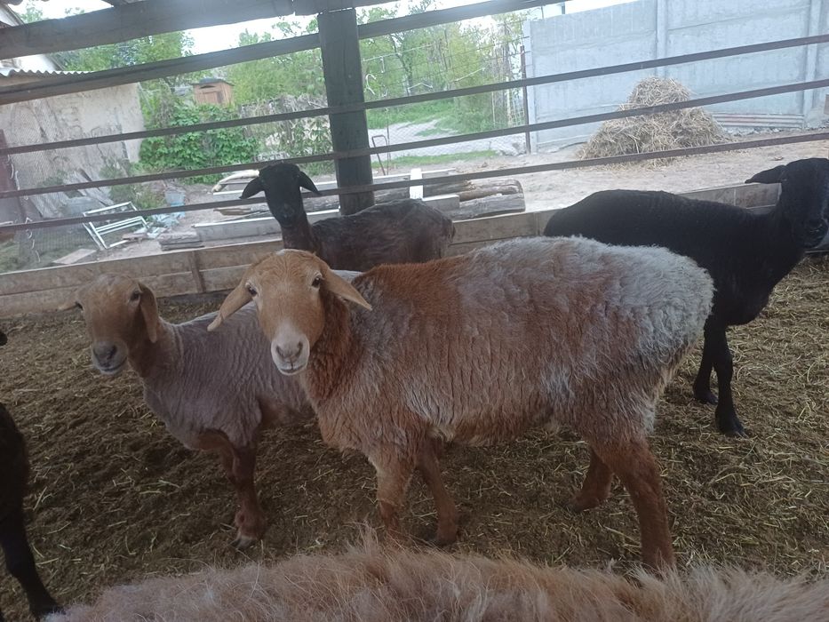 Саулық қойлар сатылады