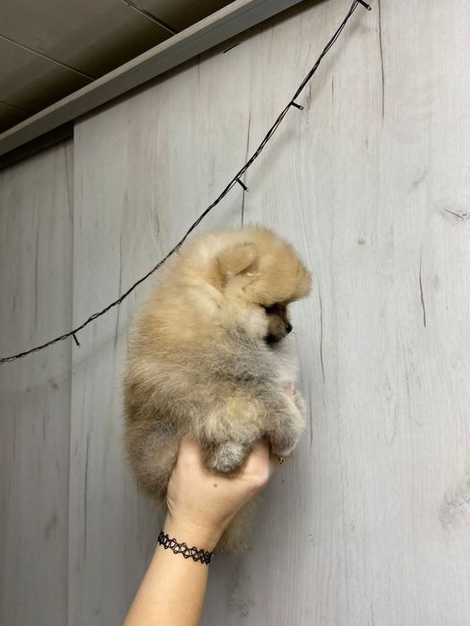 Померанский шпиц