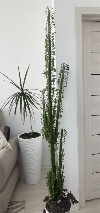 Продам комнатные цветы